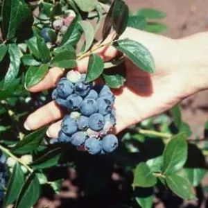 Саженцы голубики Торо Саженцы голубики Торо