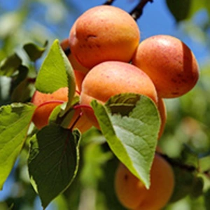Абрикоса поздний срок созревания Абрикоса поздний срок созревания