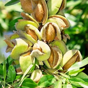 Саженцы миндаля Саженцы миндаля