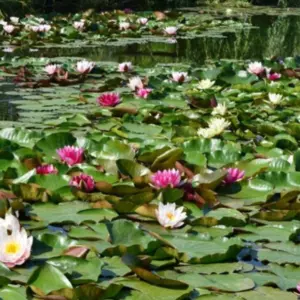 Німфеї, водяні лілії Німфеї, водяні лілії