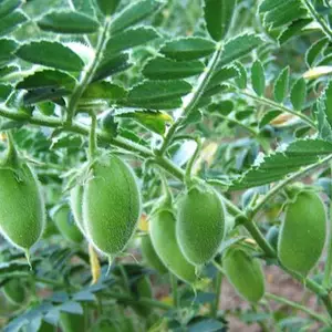 Канадский трансгенный сорт нута Канадский трансгенный сорт нута