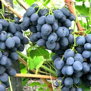 Самые крупные сорта винограда