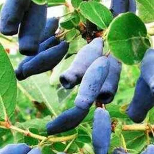 Саженцы среднего срока созревания Саженцы среднего срока созревания