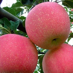 Зимние сорта Зимние сорта