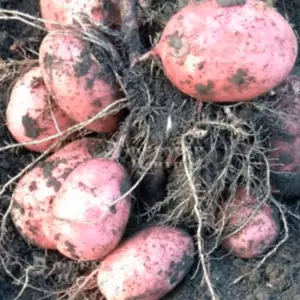 Кристина Кристина