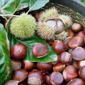 Саженцы каштана Саженцы каштана