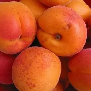 Абрикоса среднего срока созревания Абрикоса среднего срока созревания