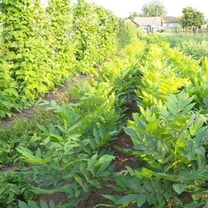 Саженцы ореха Пекан “Cape Fear” Саженцы ореха Пекан “Cape Fear”