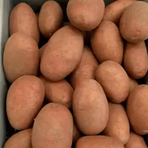 Ред Леді Ред Леді