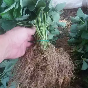 Сорт Альба Сорт Альба