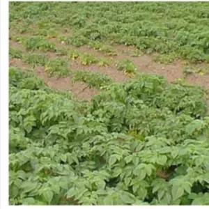 ПРЕПАРАТИ ПРОТИ НЕМАТОД ПРЕПАРАТИ ПРОТИ НЕМАТОД