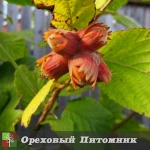 Саженцы фундука Ламберта Саженцы фундука Ламберта