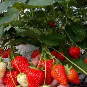 Сорт Мурано Сорт Мурано