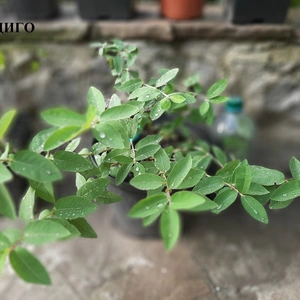 Саженцы раннего срока созревания Саженцы раннего срока созревания