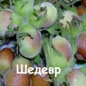 Саженцы фундука Шедевр Саженцы фундука Шедевр