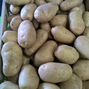 Королева Анна I репродукція Королева Анна I репродукція