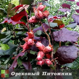 Саженцы фундука Сирена Саженцы фундука Сирена