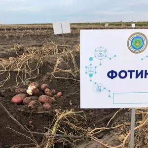 Семенной среднеспелый картофель Гранада 1 Р Семенной среднеспелый картофель Гранада 1 Р