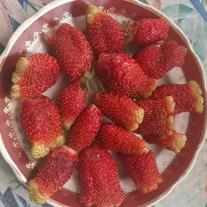 Сорт Азия Сорт Азия