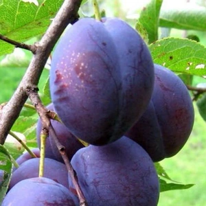 Слива среднего срока созревания Слива среднего срока созревания