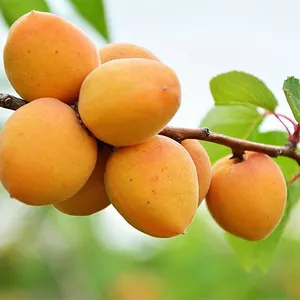 Абрикоса ранне-средний срок созревания Абрикоса ранне-средний срок созревания