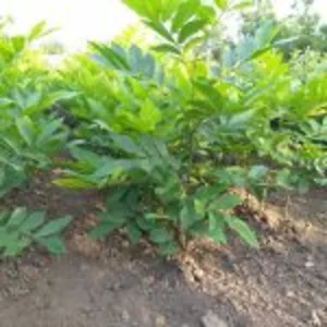 Саженцы ореха Пекан “Barton" Саженцы ореха Пекан “Barton"