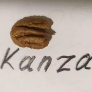 Саженцы ореха Пекан Kanza