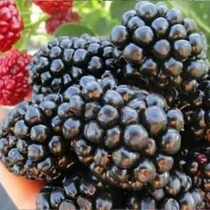 раннего срока созревания сорта раннего срока созревания сорта