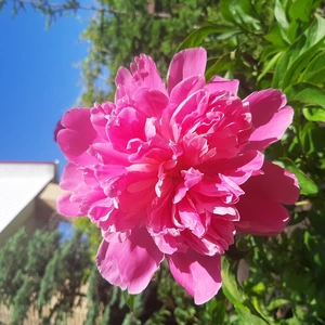 Пионы Пионы