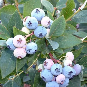 Саженцы голубики Элиот Саженцы голубики Элиот