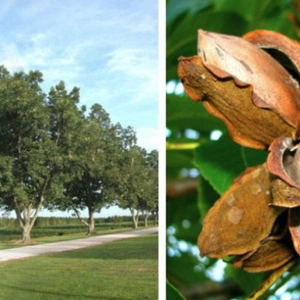 Саженцы ореха Пекан Кадо Саженцы ореха Пекан Кадо