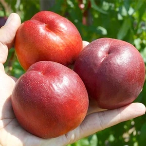 Саженцы нектарина Саженцы нектарина