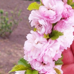 Саженцы «Миндаля декоративного» Саженцы «Миндаля декоративного»