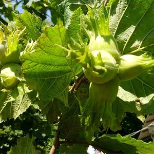 Саженцы фундука Трапезунд Саженцы фундука Трапезунд