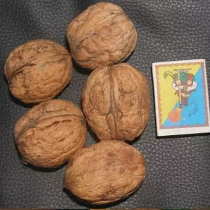 Сорт Великан Сорт Великан