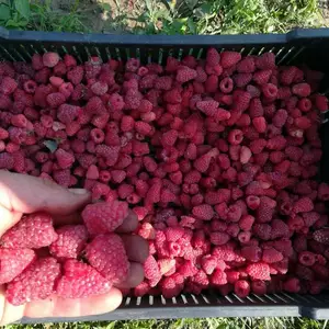 Ремонтантные сорта малины Ремонтантные сорта малины