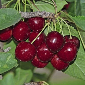 Средние сорта Средние сорта