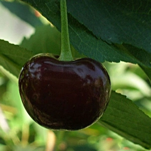 Вишня среднего срока созревания. Вишня среднего срока созревания.