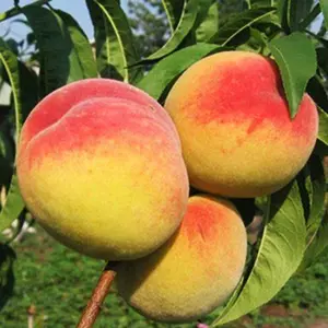 Саженцы колоновидного персика Саженцы колоновидного персика