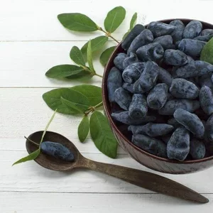 Саженцы жимолости Саженцы жимолости