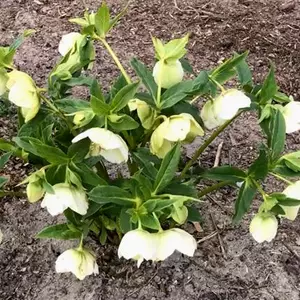 Садові квіти Садові квіти