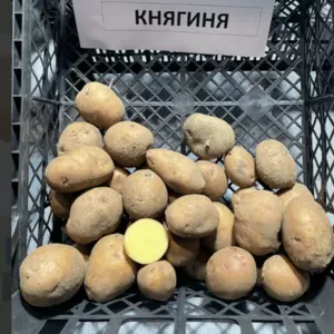 Княгиня Княгиня