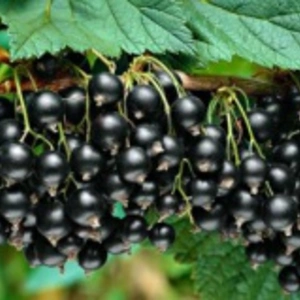 Смородина Черноплодная Смородина Черноплодная