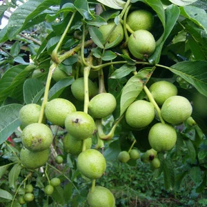 Сорт Иван Багряный Сорт Иван Багряный