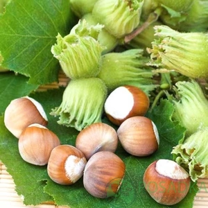 Саженцы фундука Каталонский Саженцы фундука Каталонский