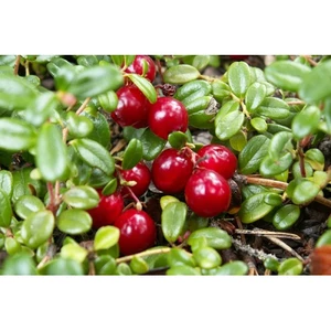 Саженец клюквы Саженец клюквы