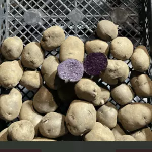 Солоха Солоха