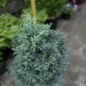 Саженцы кипарисовика Саженцы кипарисовика