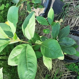 Саженцы Азимина Саженцы Азимина