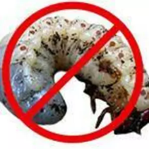 БІОЛОГІЧНІ ІНСЕКТИЦИДИ БІОЛОГІЧНІ ІНСЕКТИЦИДИ